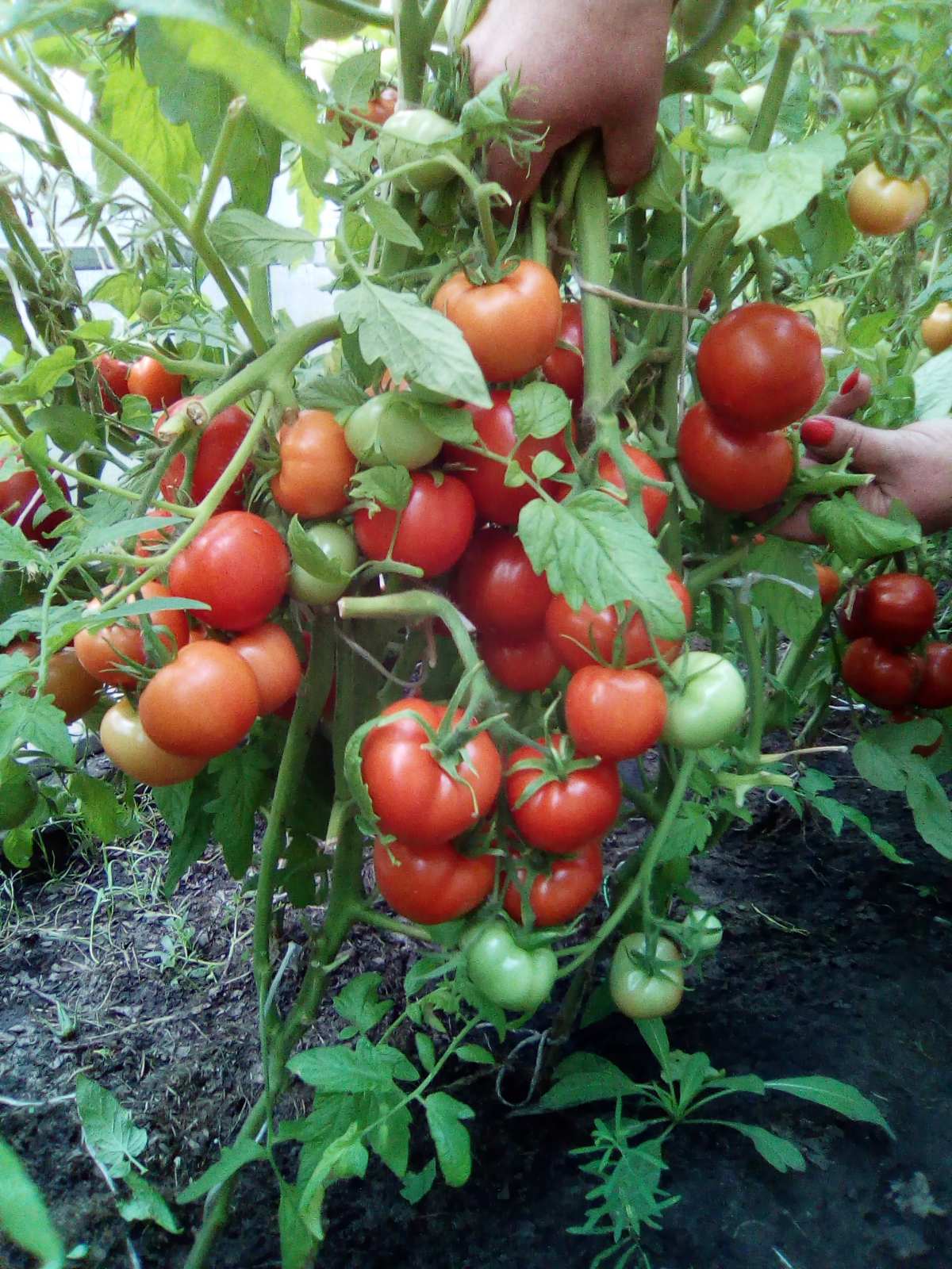 СОДЭБЦ рекомендует сорта и гибриды томатов для выращивания в открытом изащищенном грунтах Самарской области - Ленты новостей, объявлений,обновлений: ГБОУ ДО СО СОДЭБЦ