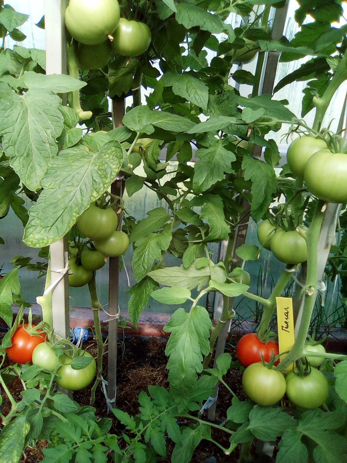 СОДЭБЦ рекомендует сорта и гибриды томатов для выращивания в открытом изащищенном грунтах Самарской области - Ленты новостей, объявлений,обновлений: ГБОУ ДО СО СОДЭБЦ